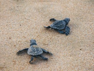 A Day at the Habaraduwa Turtle Nesting Beach