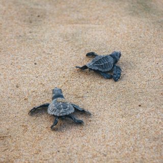 A Day at the Habaraduwa Turtle Nesting Beach