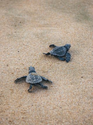 A Day at the Habaraduwa Turtle Nesting Beach