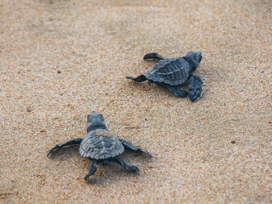 A Day at the Habaraduwa Turtle Nesting Beach
