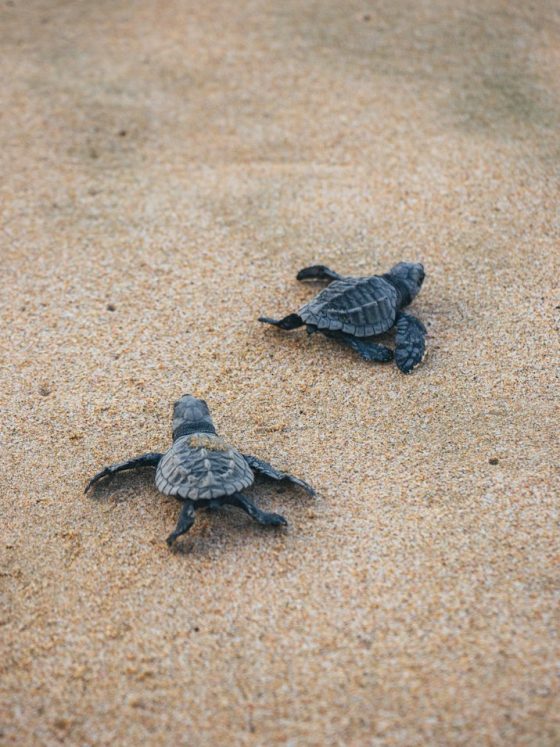A Day at the Habaraduwa Turtle Nesting Beach